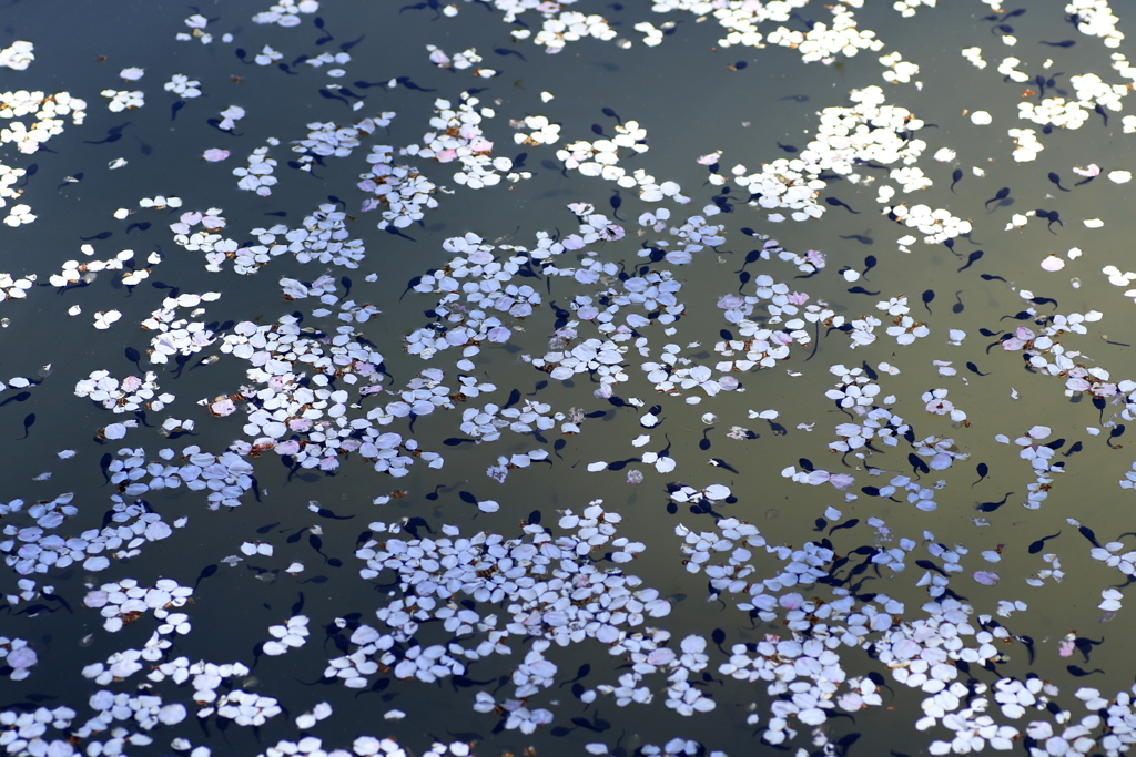 _ おたまじゃくし&花筏　２