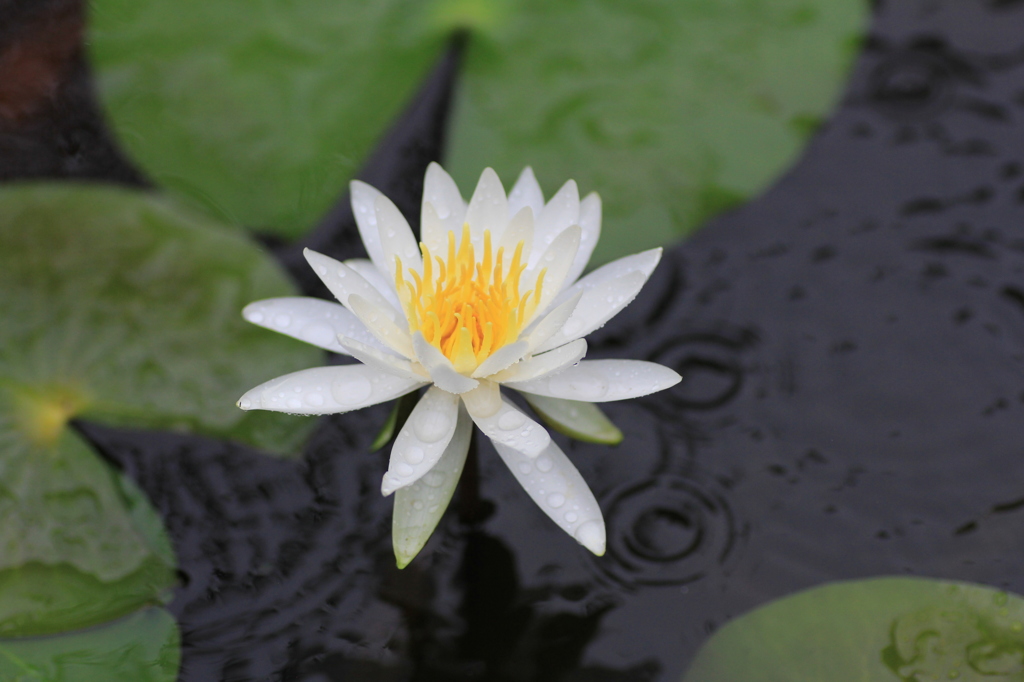 　小雨の中の睡蓮　２