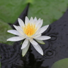　小雨の中の睡蓮　２