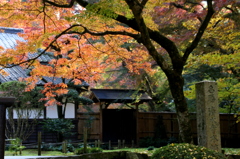 寺もみじ