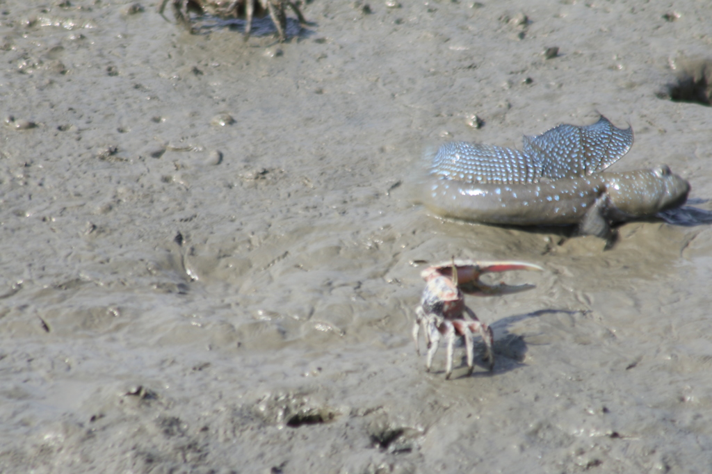 　カニさん来たから逃げよ　むっごろう　３