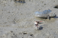 　カニさん来たから逃げよ　むっごろう　３