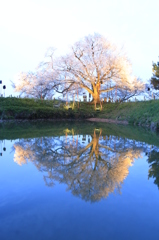  浅井の一本桜　２