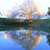  浅井の一本桜　２