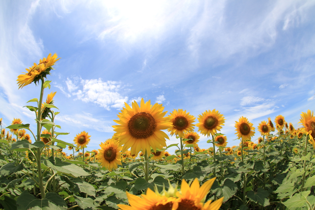 　夏