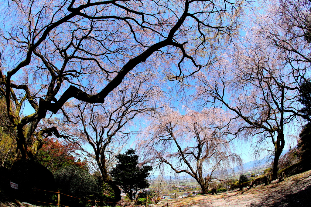 枝垂桜