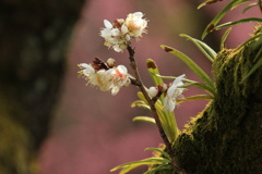 ひっそり咲く　４