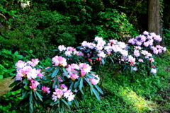 　日陰の石楠花　Ⅴ