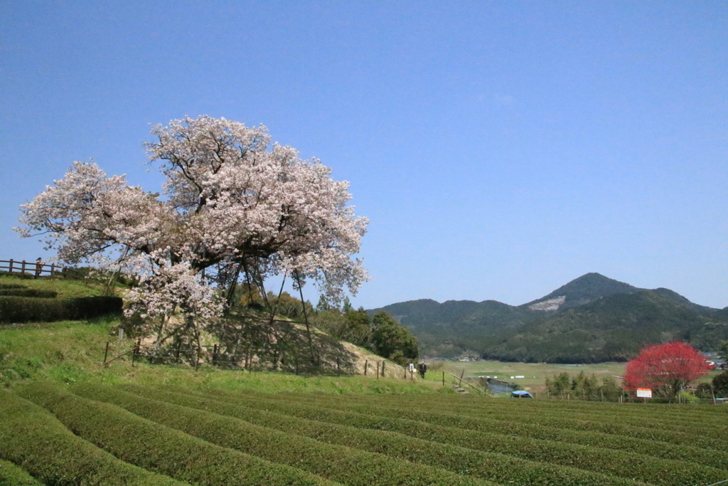 　茶畑の中の百年桜　２