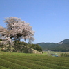 　茶畑の中の百年桜　２