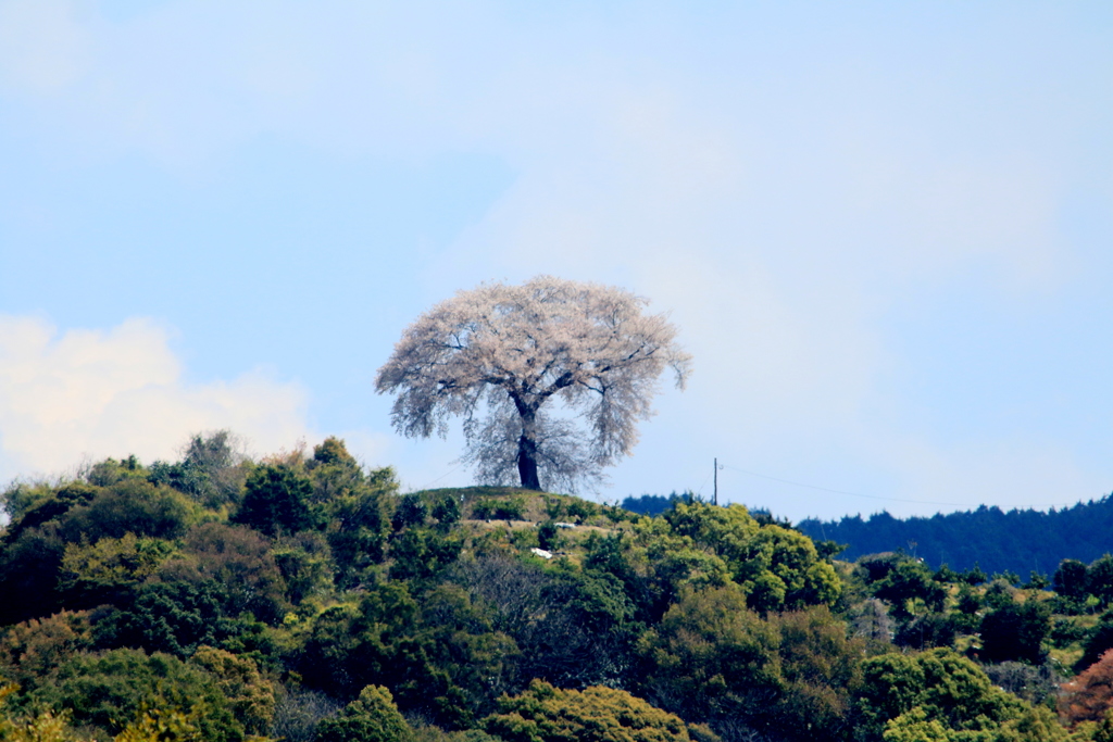 平家一本桜　１
