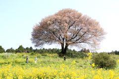  馬場の山桜　１