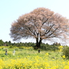  馬場の山桜　１