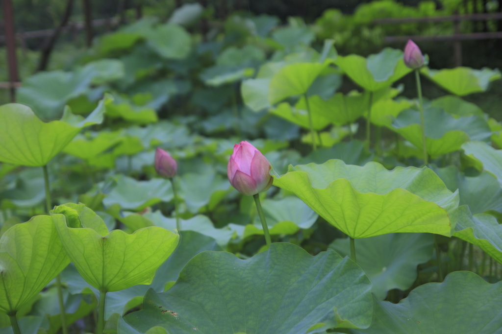  もうすぐ開花
