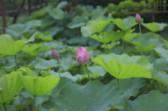  もうすぐ開花