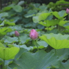  もうすぐ開花