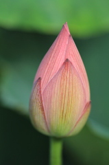 IMG_0562　凛として