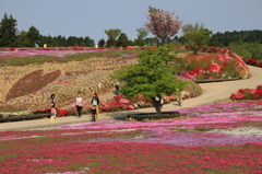 芝桜