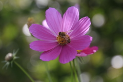 　秋桜　３