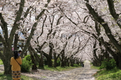 　おひとり花見　２