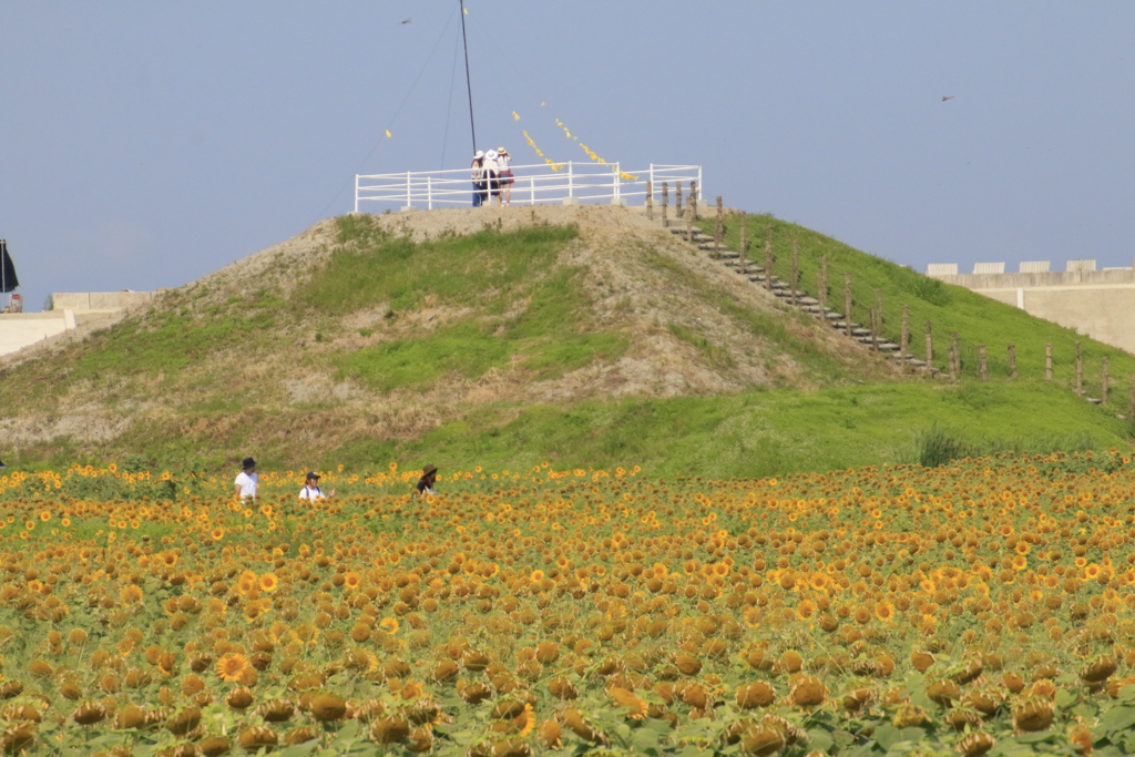 　柳川ひまわり園　７月31日