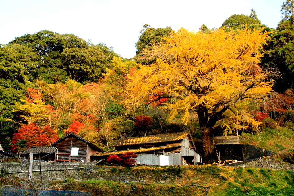 風景　矢部村