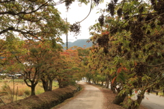 　柳坂曾根の櫨並木