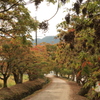 　柳坂曾根の櫨並木