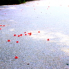 　散り桜・椿・池
