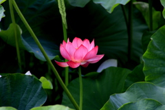 　鹿央里やま蓮まっり