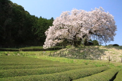  納戸料の百年桜　１