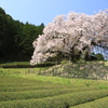  納戸料の百年桜　１