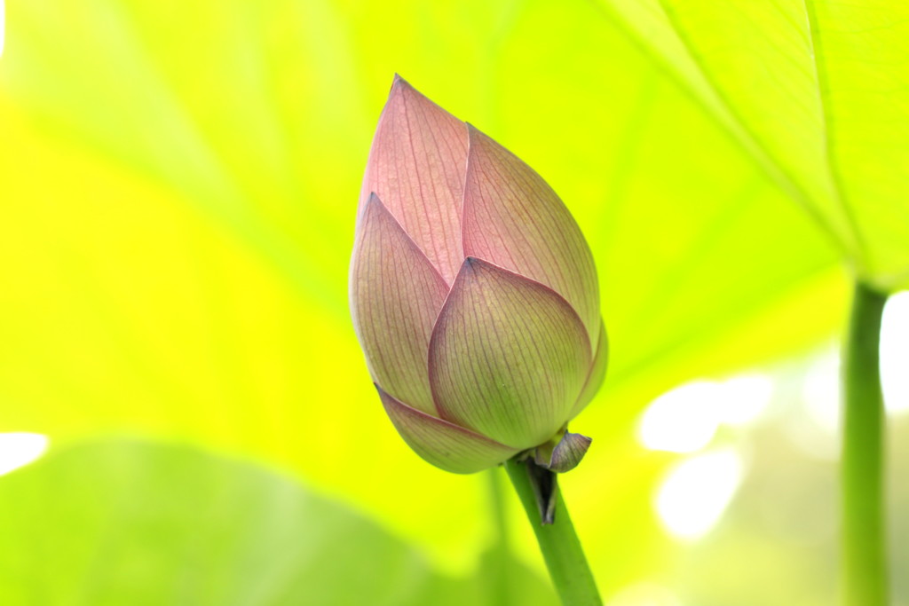  開花前蓮