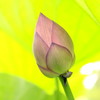  開花前蓮