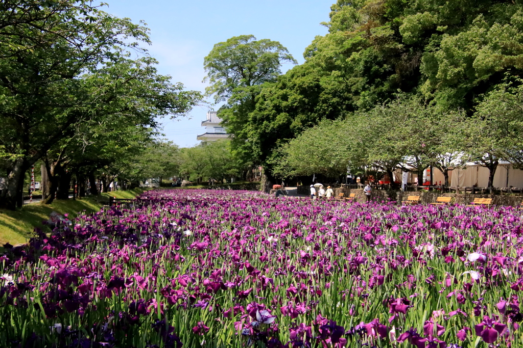 花菖蒲
