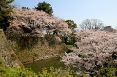 桜、石垣