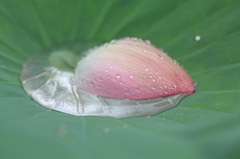　雨にうたれて