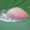 　雨にうたれて