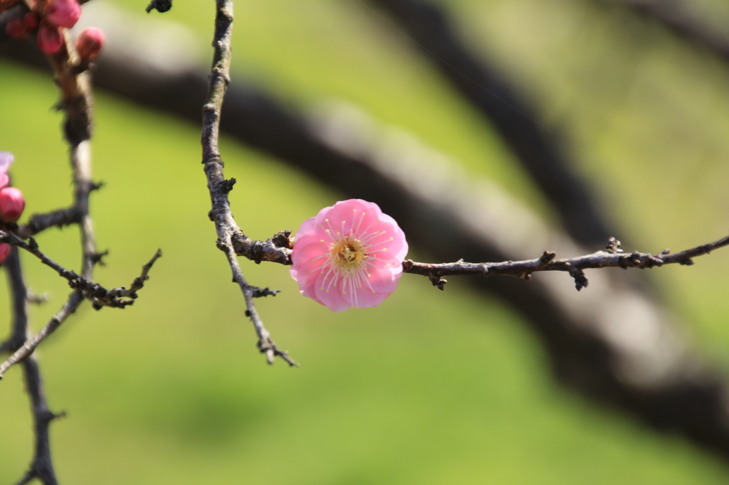 　梅の花一輪