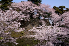満開の桜城跡