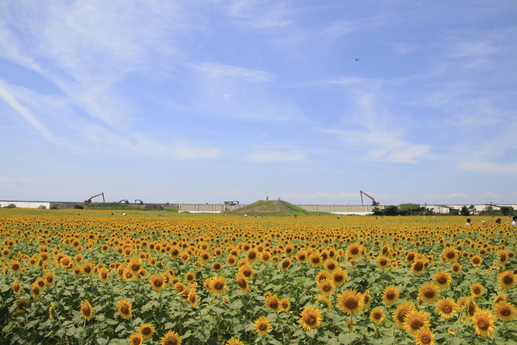  ７月23日柳川ひまわり園　１