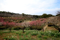 鹿児島公園