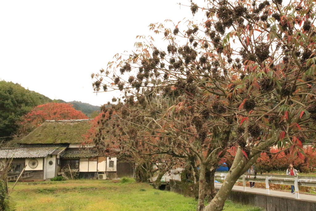  柳坂曽根櫨並木　１