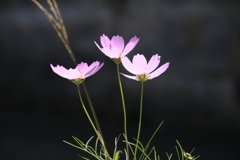 　秋桜　４