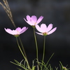 　秋桜　４