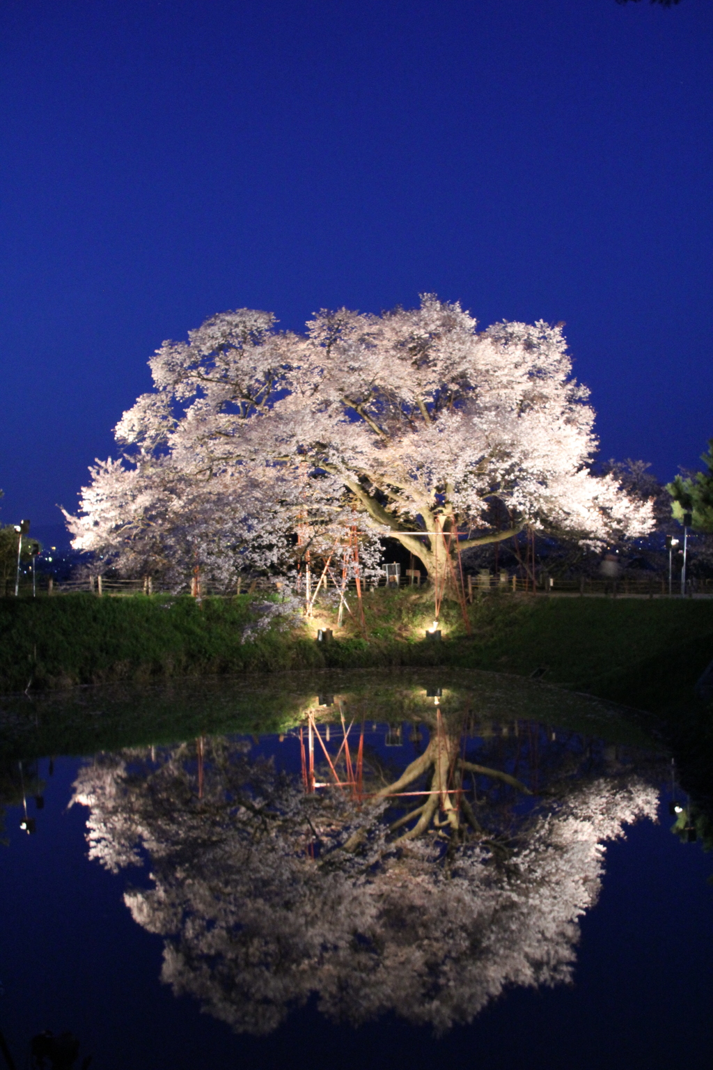 浅井の一本桜