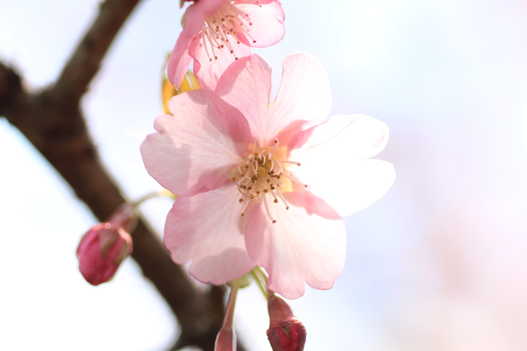 　河津桜　１