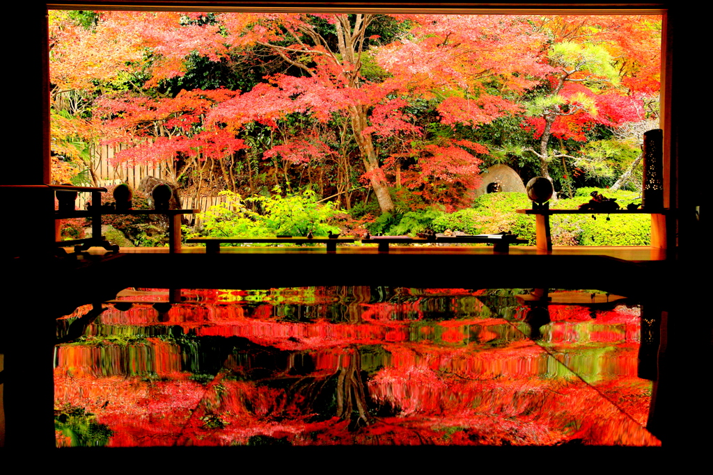 　寿福寺　さかさもみじ　Ⅳ