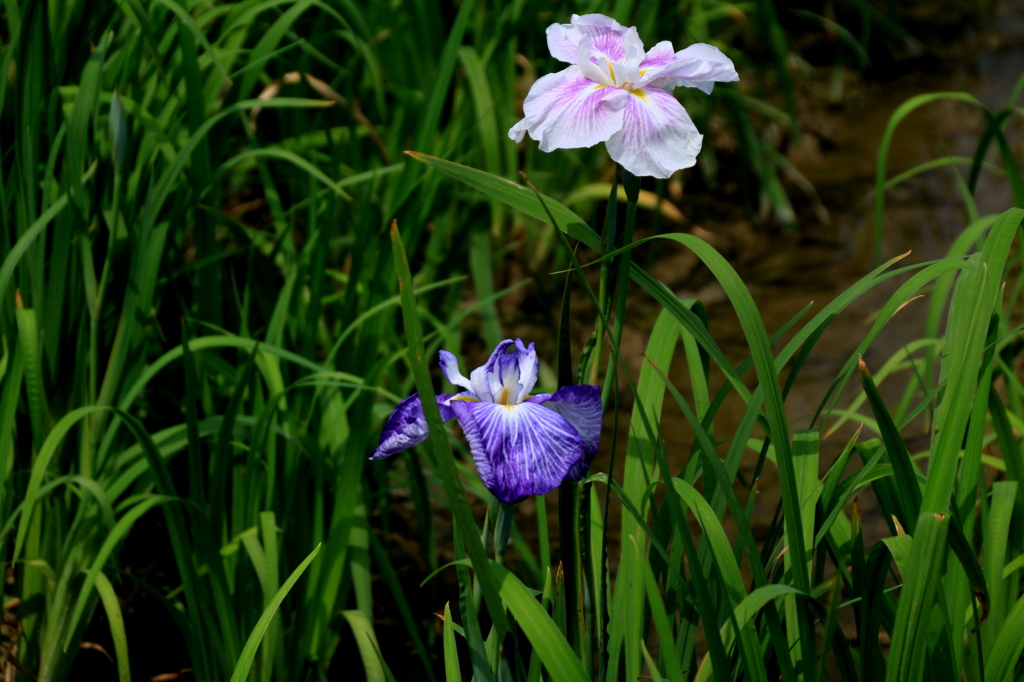 花しょうぶ　２