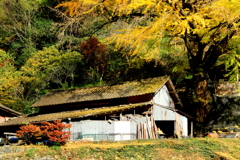 　銀杏古民家